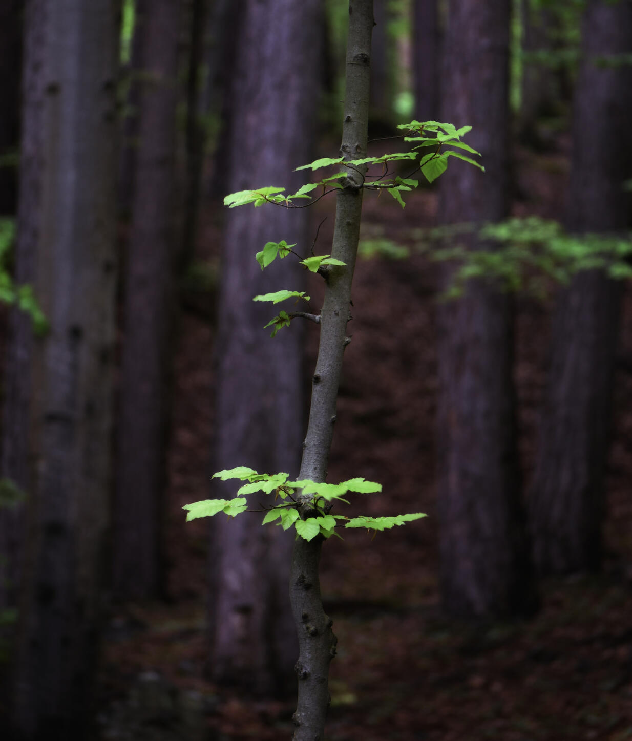 Spring Tree