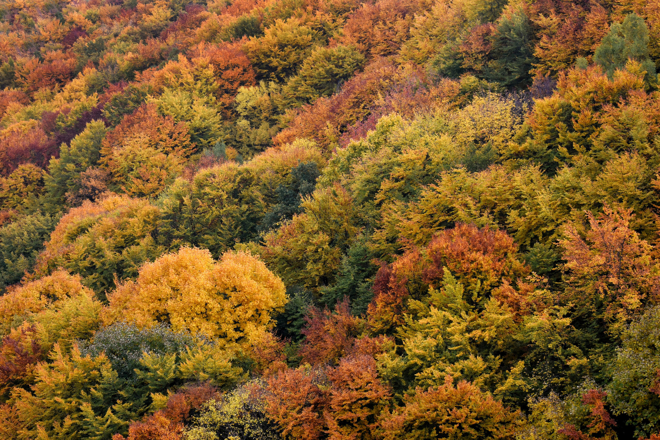 Autumn Colors