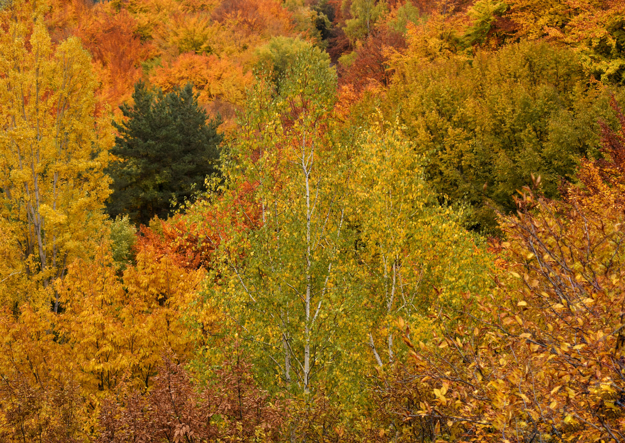 Autumn Forest